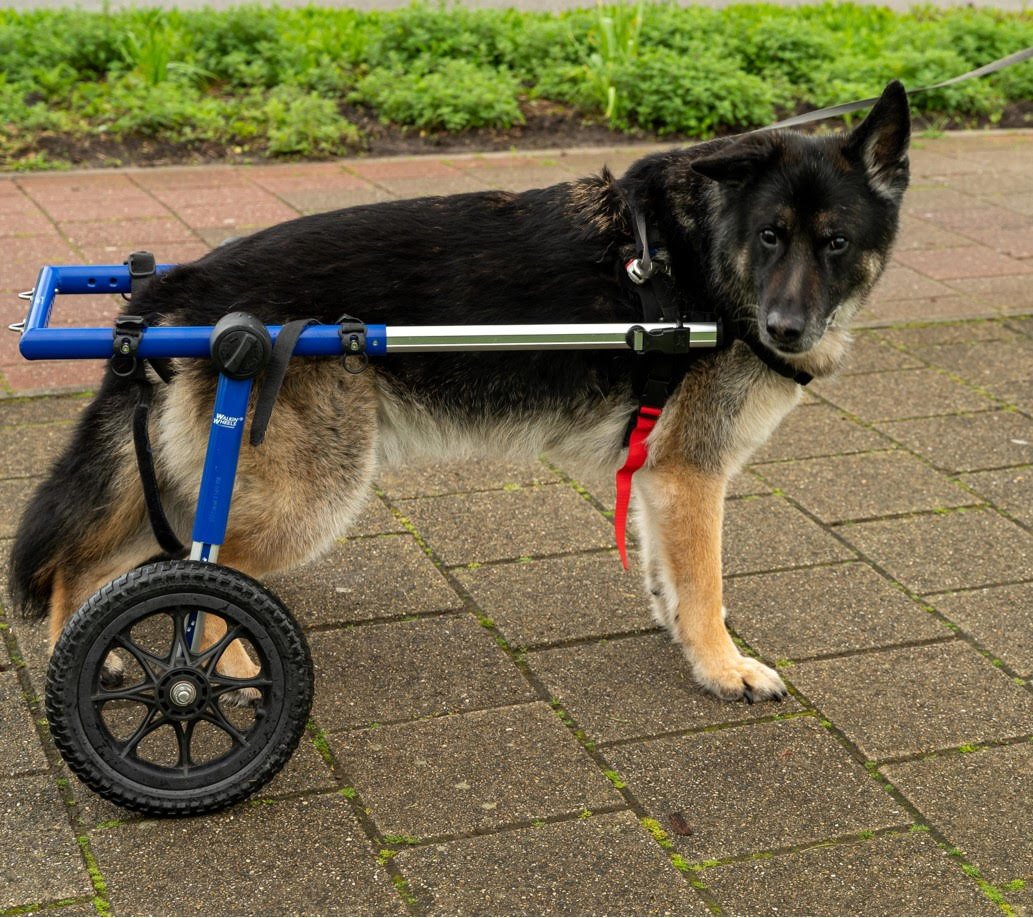 Hondenrolstoel huren voor honden met DM of degeneratieve myelopathie